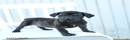 Mixed Breed dogs for sale: Alivia - Ad 2