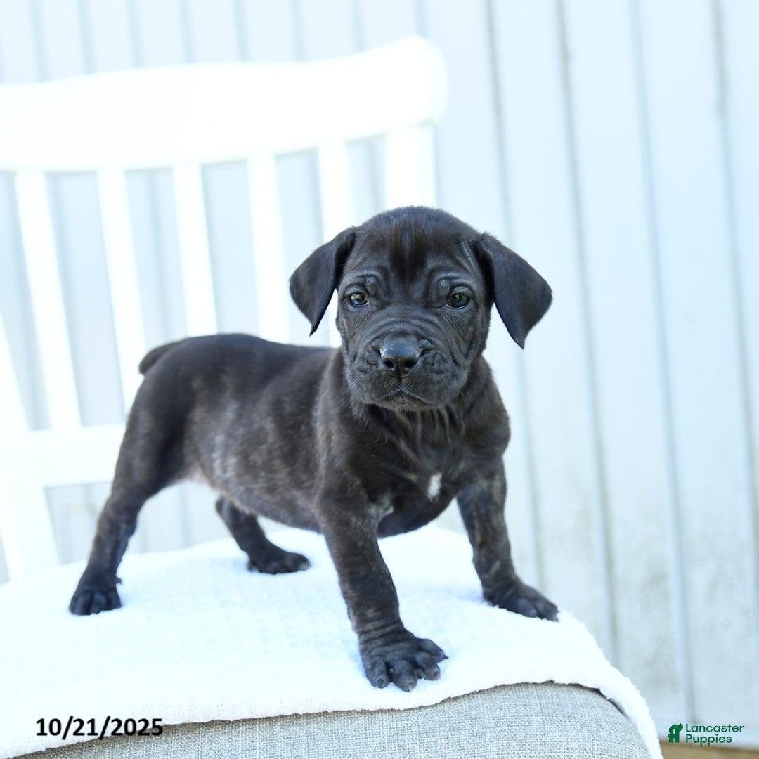 Mixed Breed dogs for sale: Alivia - Ad 2