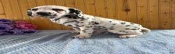 Dalmatian dogs for sale: Tommy - Ad 18