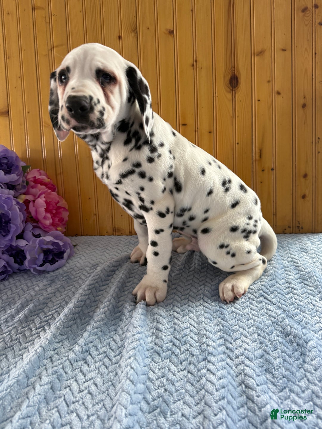 Dalmatian dogs for sale: Tommy - Ad 18