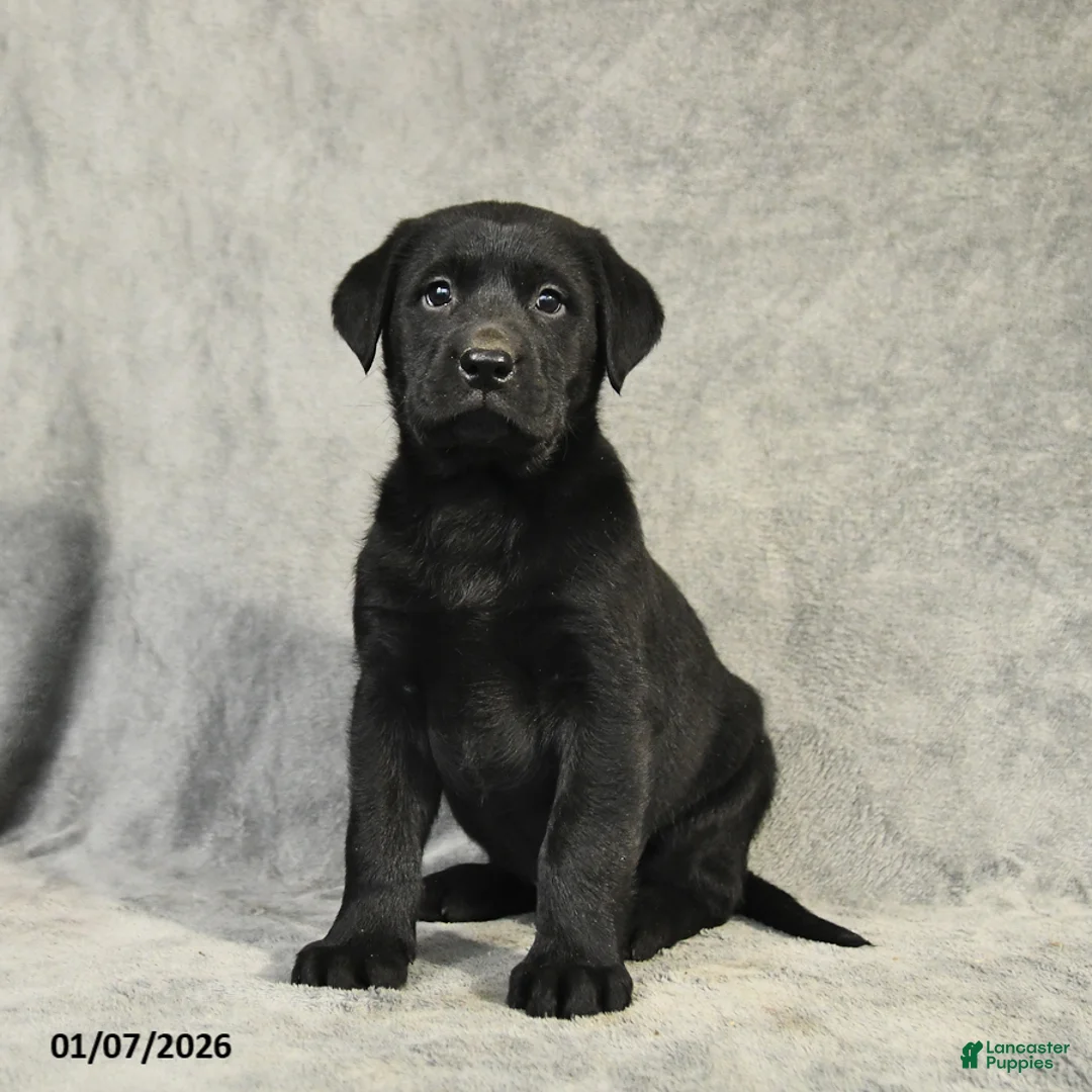 Labrador Retriever dogs for sale: Baxter - Ad 6