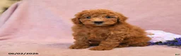 Cavapoo dogs for sale: Foxy - Ad 2
