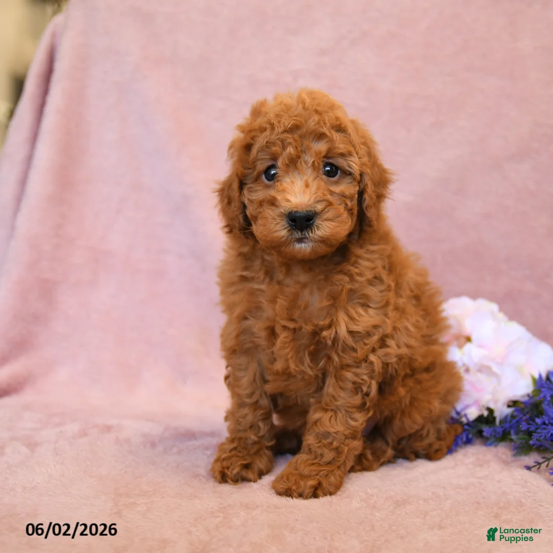 Cavapoo dogs for sale: Foxy - Ad 2