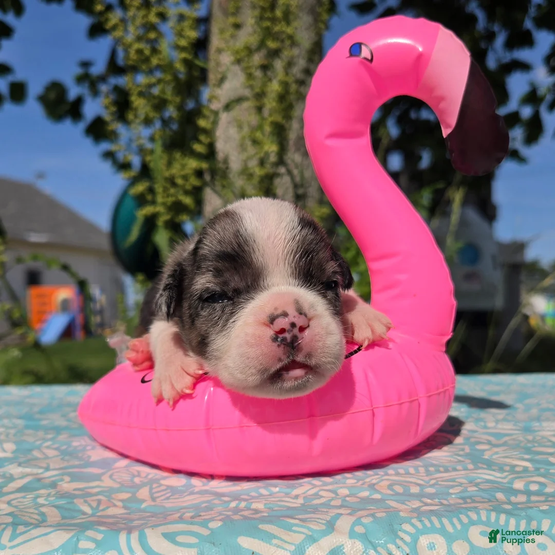 Olde English Bulldogge dogs for sale: Liberty - Ad 4