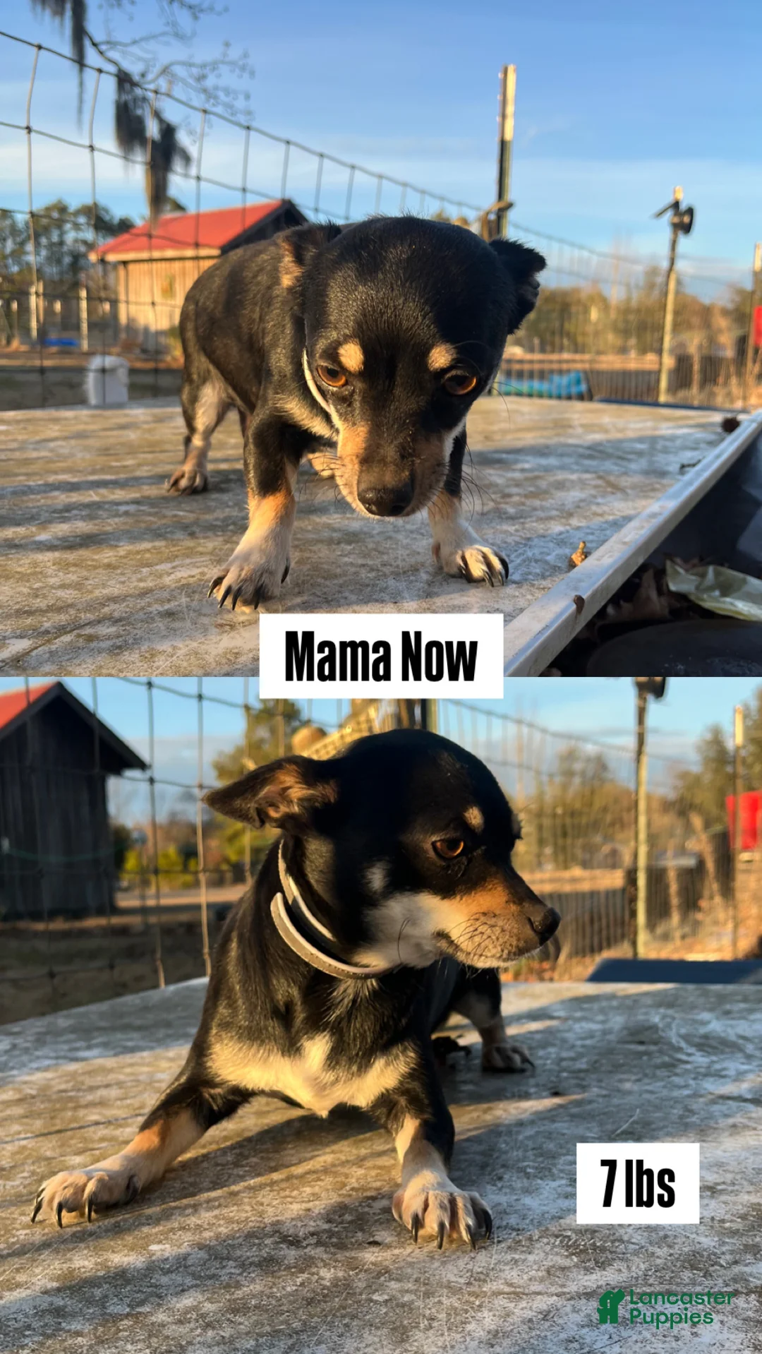 Chihuahua dogs for sale: Chihuahua Puppy 2 - Ad 2