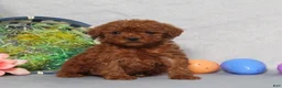 Miniature Poodle dogs for sale: Georgia - Ad 4