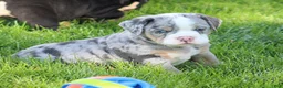 Beabull dogs for sale: Bailey - Ad 4