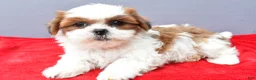 Shih Tzu dogs for sale: Sadie - Ad 7