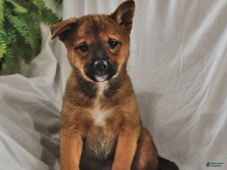 Mixed Breed dogs - Ad 10