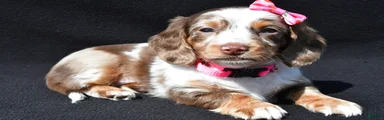 Daisy