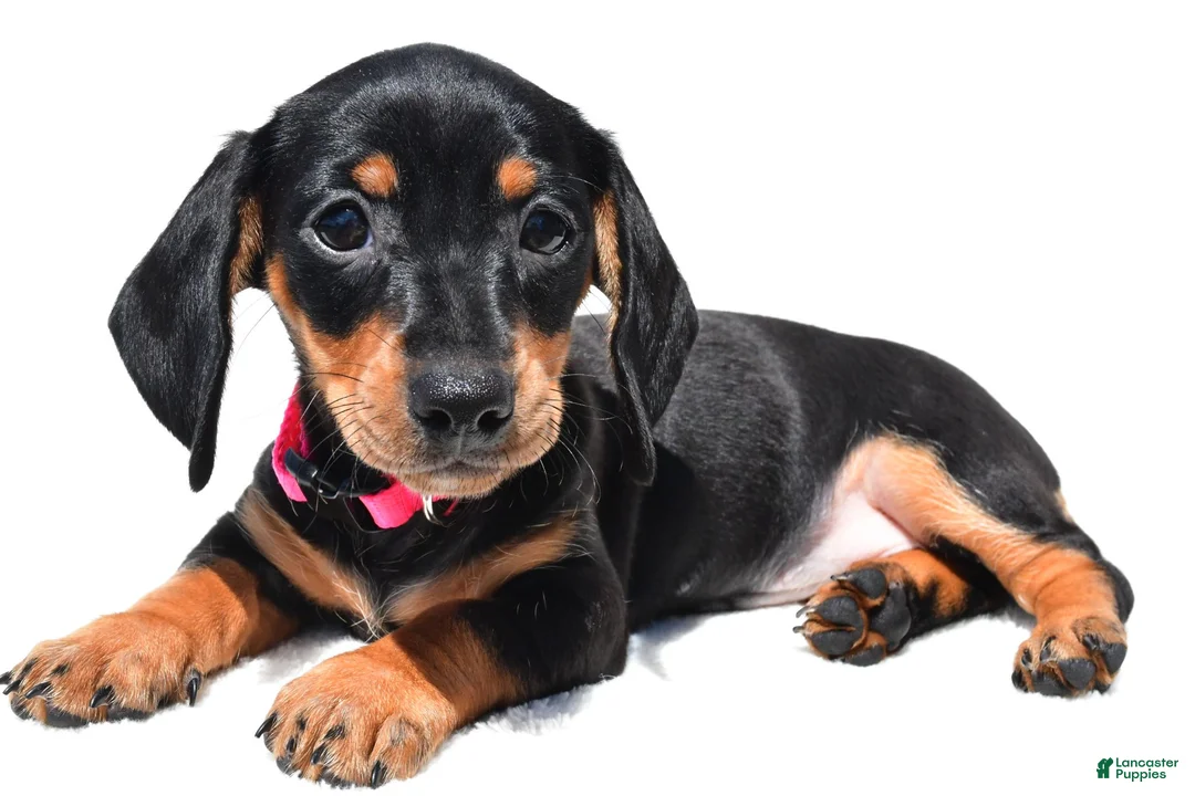 Miniature Dachshund dogs for sale: Twinkle - Ad 1