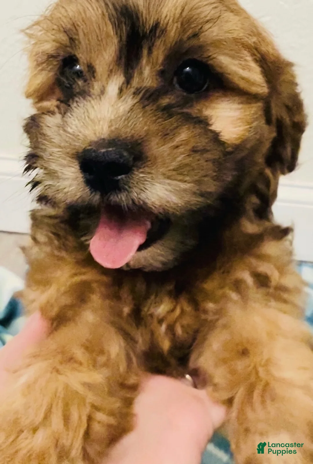 Shihpoo dogs for sale: Shihpoo Puppy 5 - Ad 2