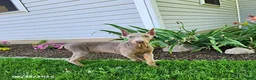 Doberman Pinscher dogs for sale: Griffin - Ad 3