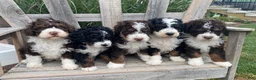 Mini Bernedoodle dogs for sale: Kandy - Ad 7