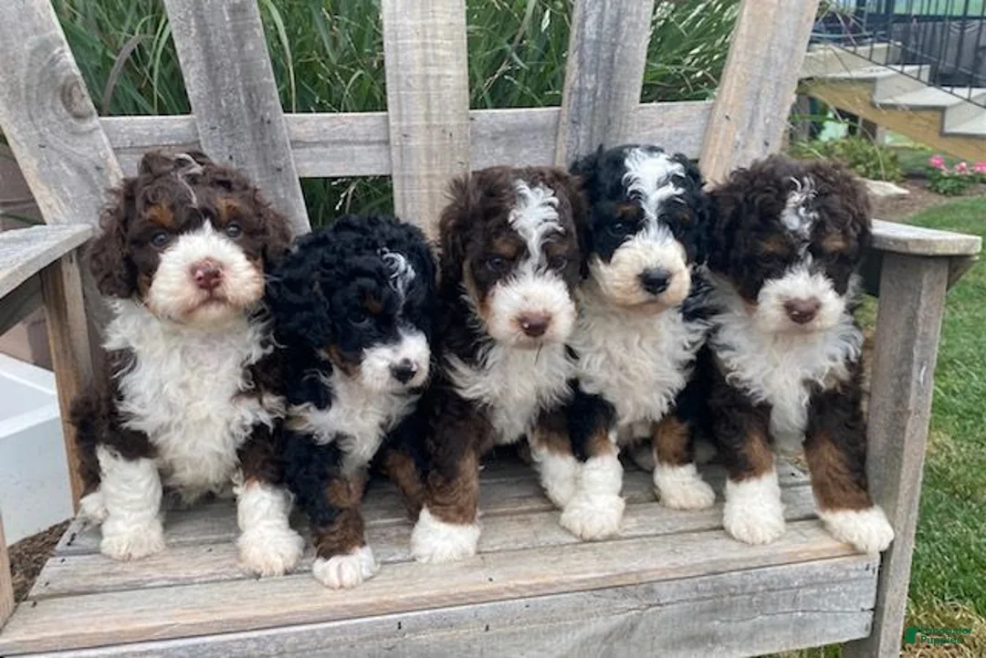 Mini Bernedoodle dogs for sale: Kandy - Ad 7