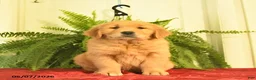 Golden Retriever dogs for sale: Winston  - Ad 1