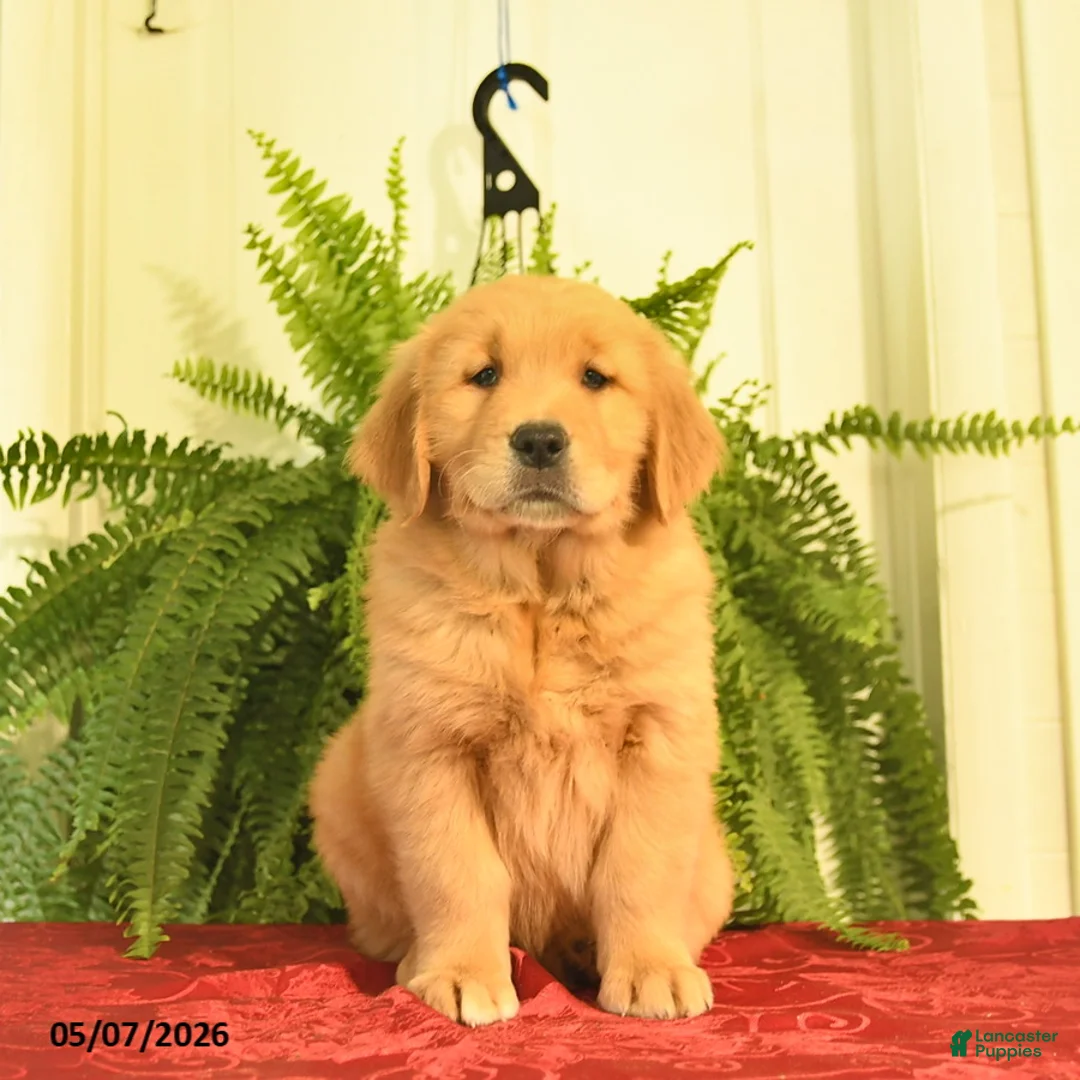 Golden Retriever dogs for sale: Winston  - Ad 1
