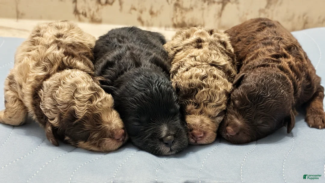 Mini Aussiedoodle dogs for sale: Reggie - Ad 4