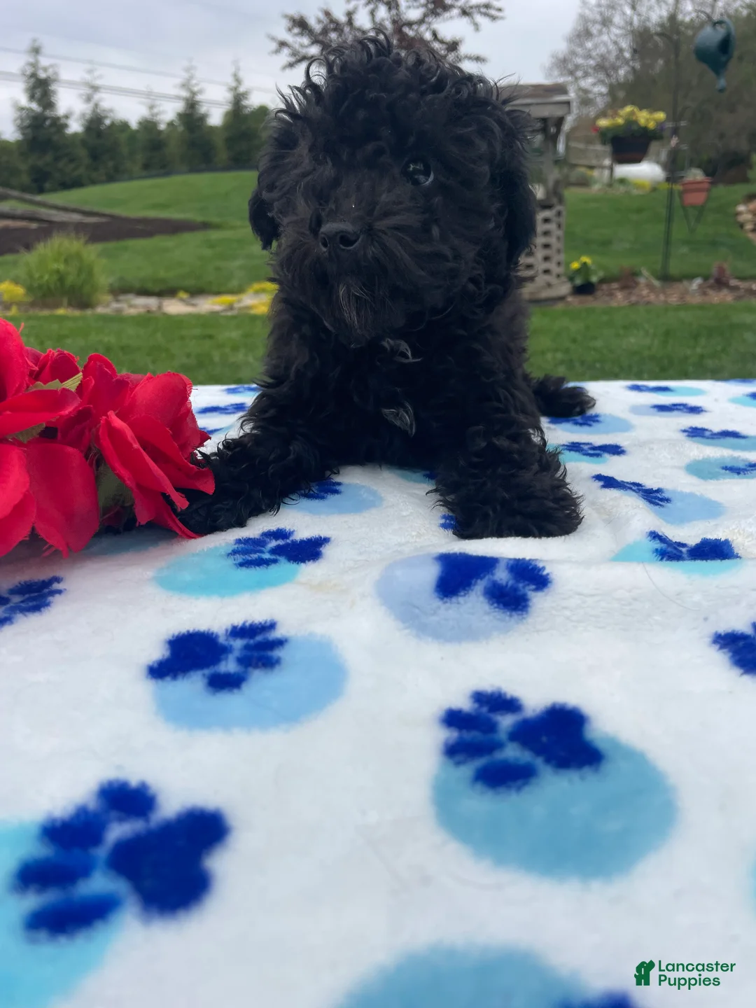 Toy Poodle dogs for sale: Astro 5lbs - Ad 2
