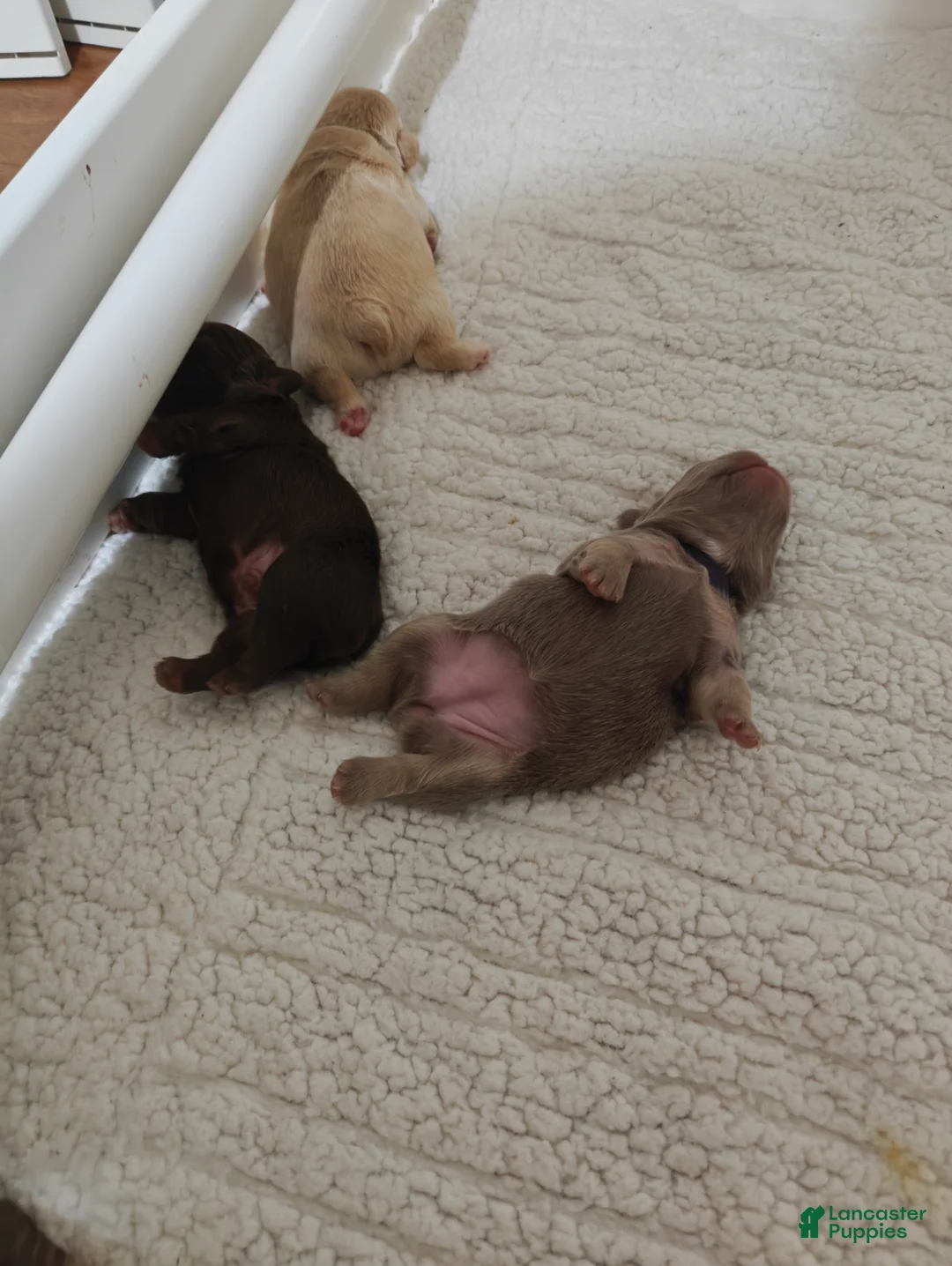 French Bulldog dogs for sale: Female#1 - Ad 2