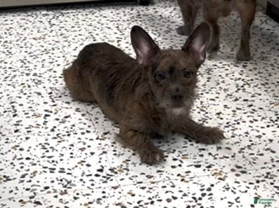 Mixed Breed dogs Indigo - Ad 2