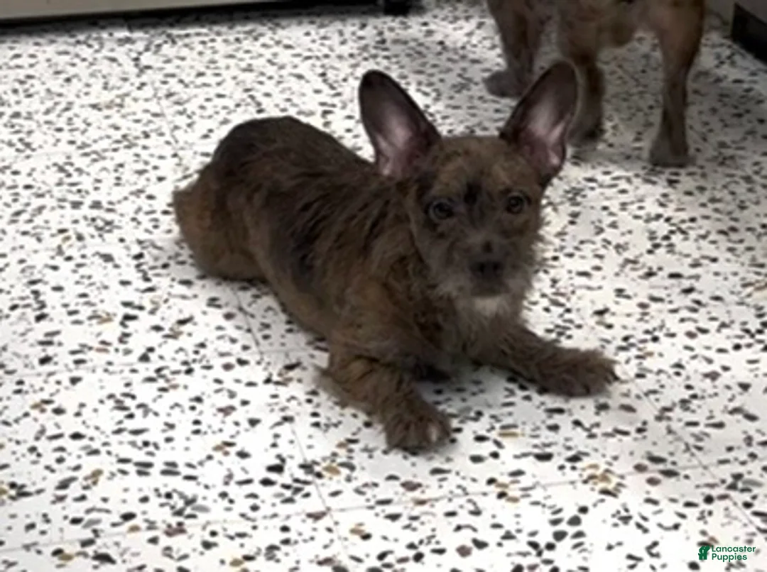 Mixed Breed dogs for sale: Indigo - Ad 2