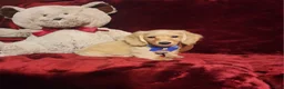 Miniature Dachshund dogs for sale: HAYES - Ad 10