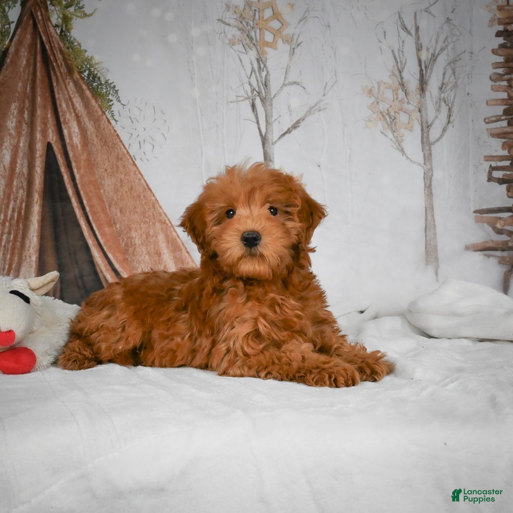 Mini Goldendoodle dogs Rosie - Ad 32