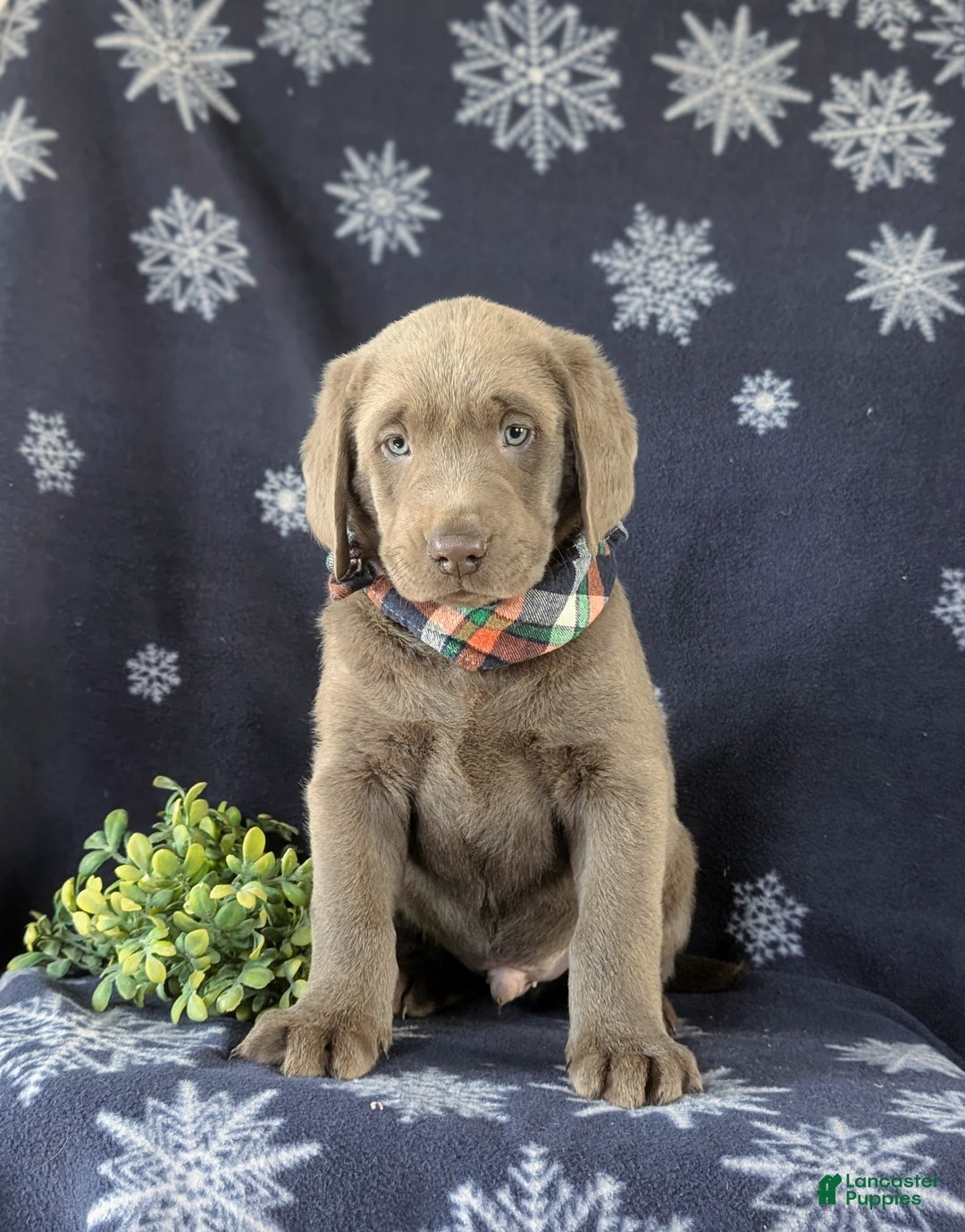 Labrador Retriever dogs for sale: Connor AKC Silver Lab - Ad 3