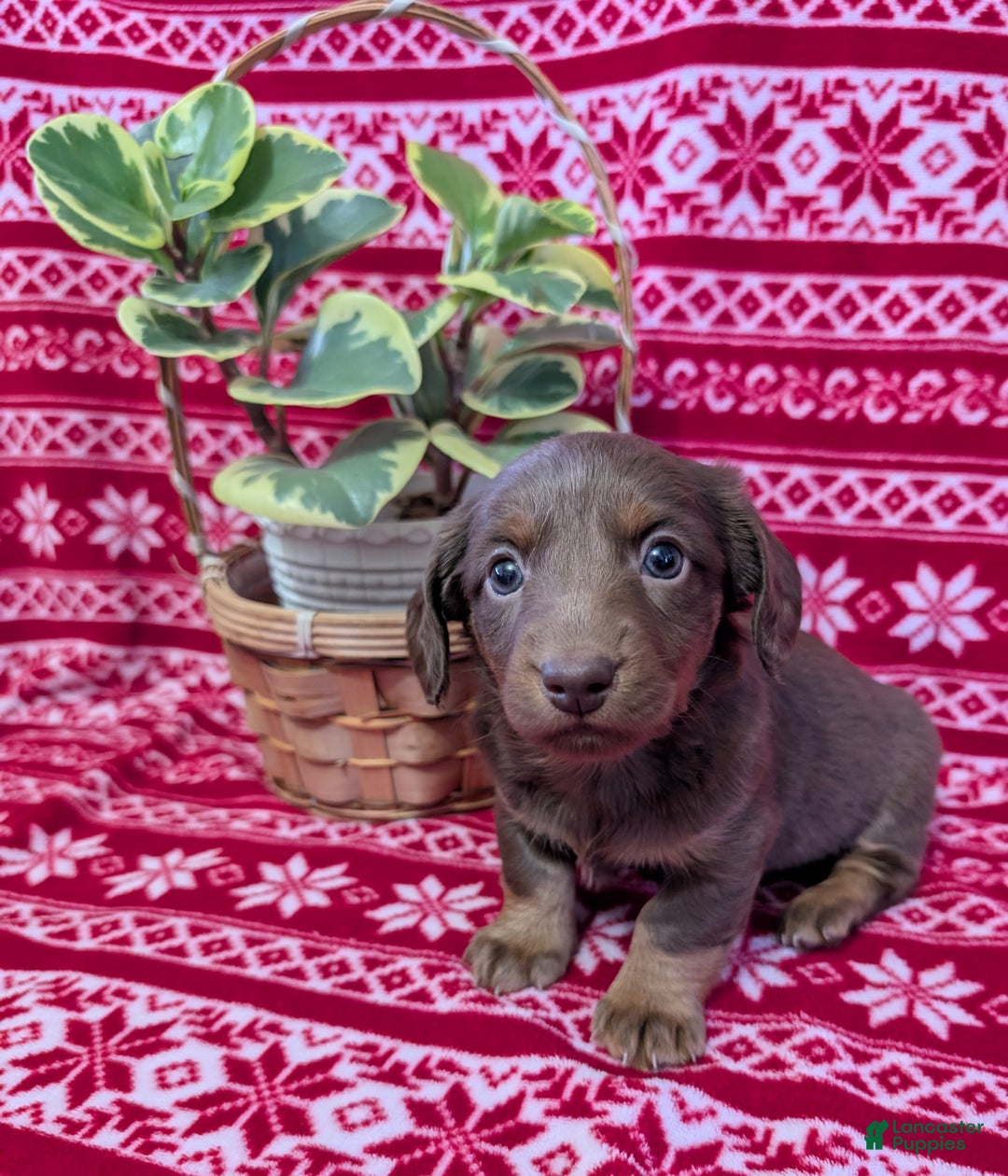 Miniature Dachshund dogs for sale: Andy  - Ad 5
