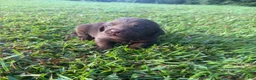 Labrador Retriever dogs for sale: Leon - Ad 2