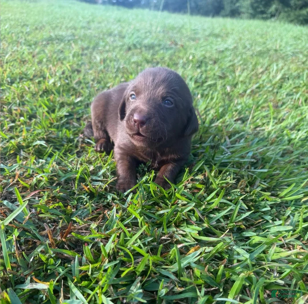 Labrador Retriever dogs for sale: Leon - Ad 2