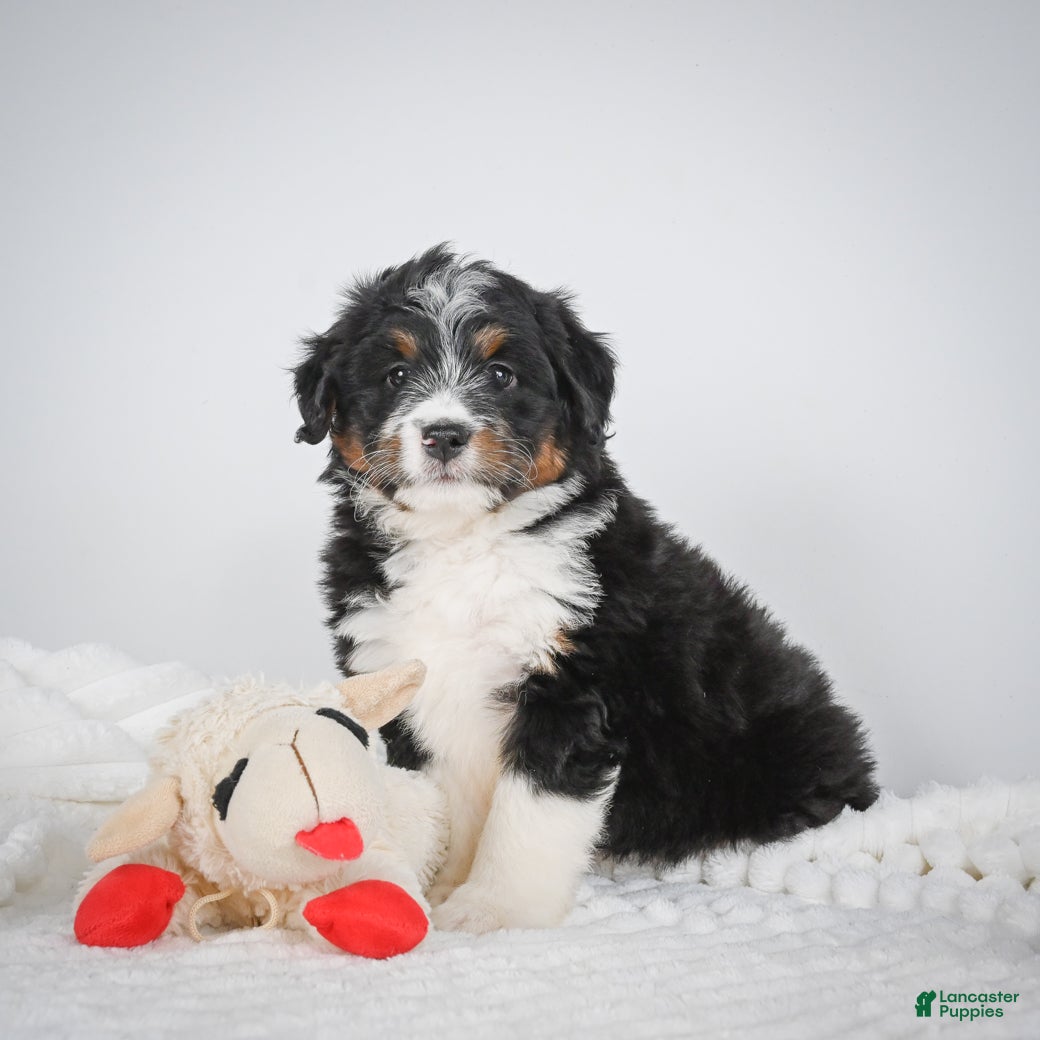 Mini Bernedoodle dogs Samson - Ad 1
