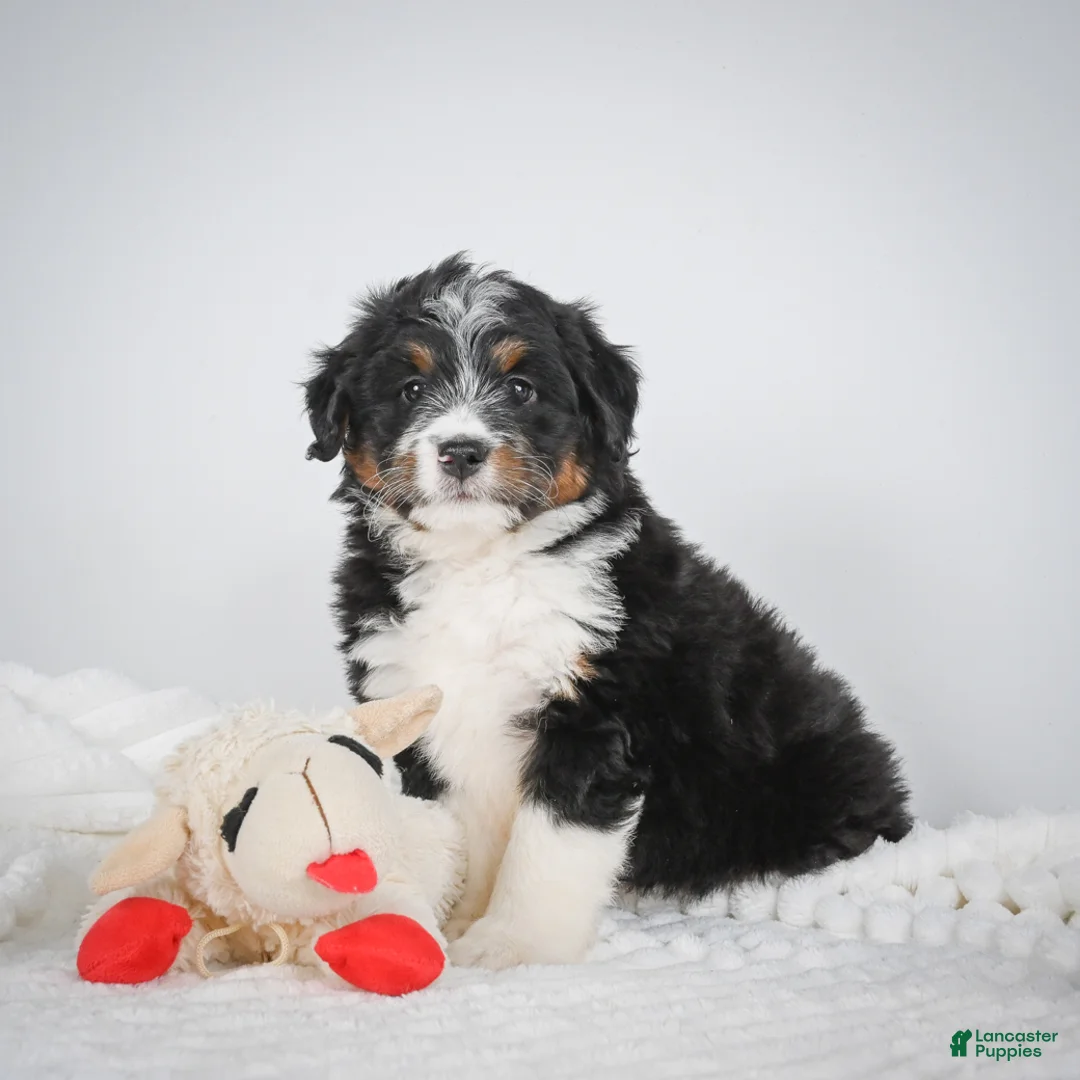 Mini Bernedoodle dogs for sale: Samson - Ad 2