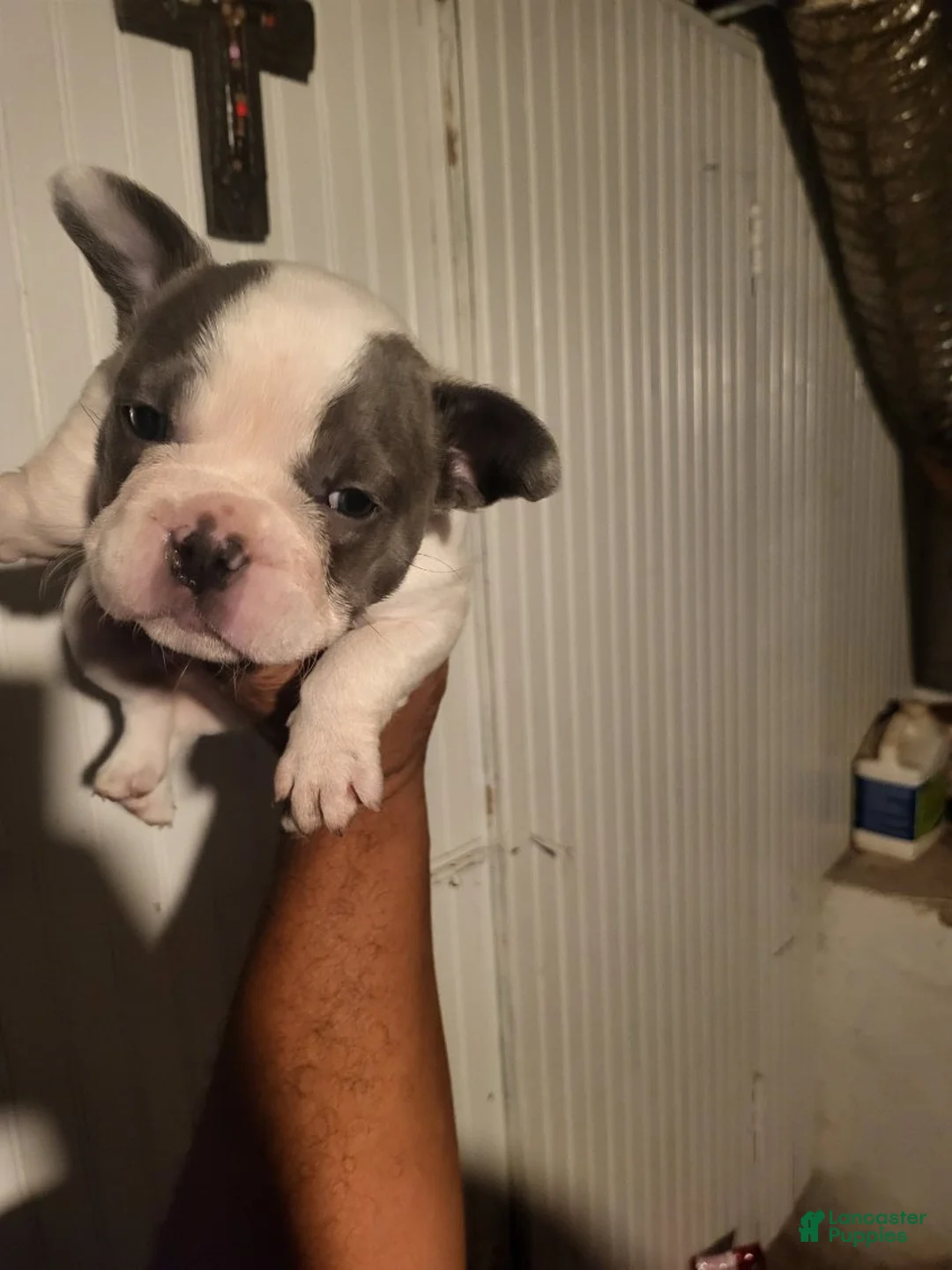French Bulldog dogs for sale: French Bulldog Girl - Ad 5