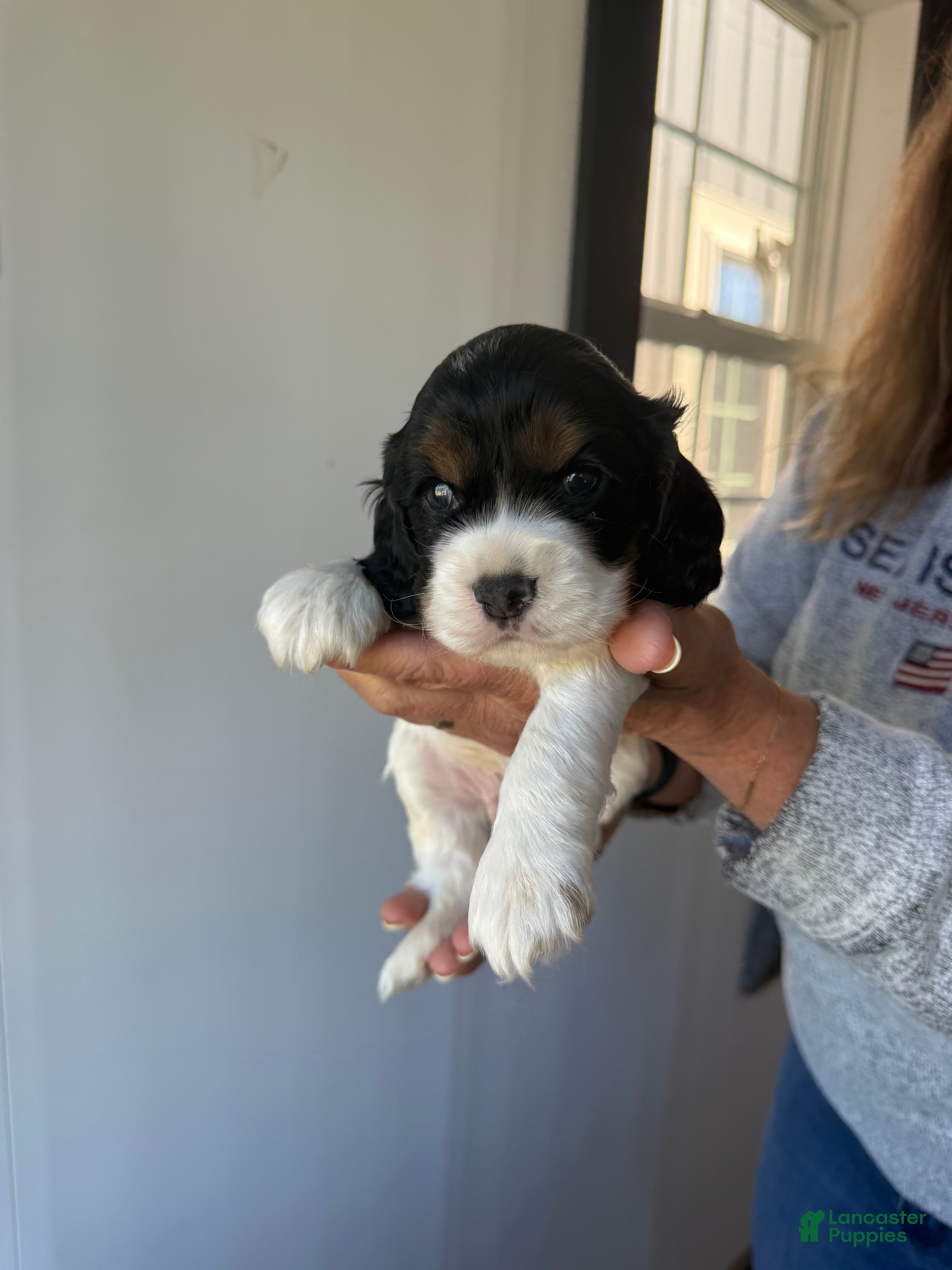 Cocker Spaniel dogs Emmett - Ad 2