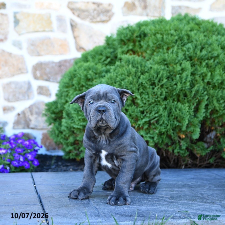 Cane Corso dogs Beau - Ad 1