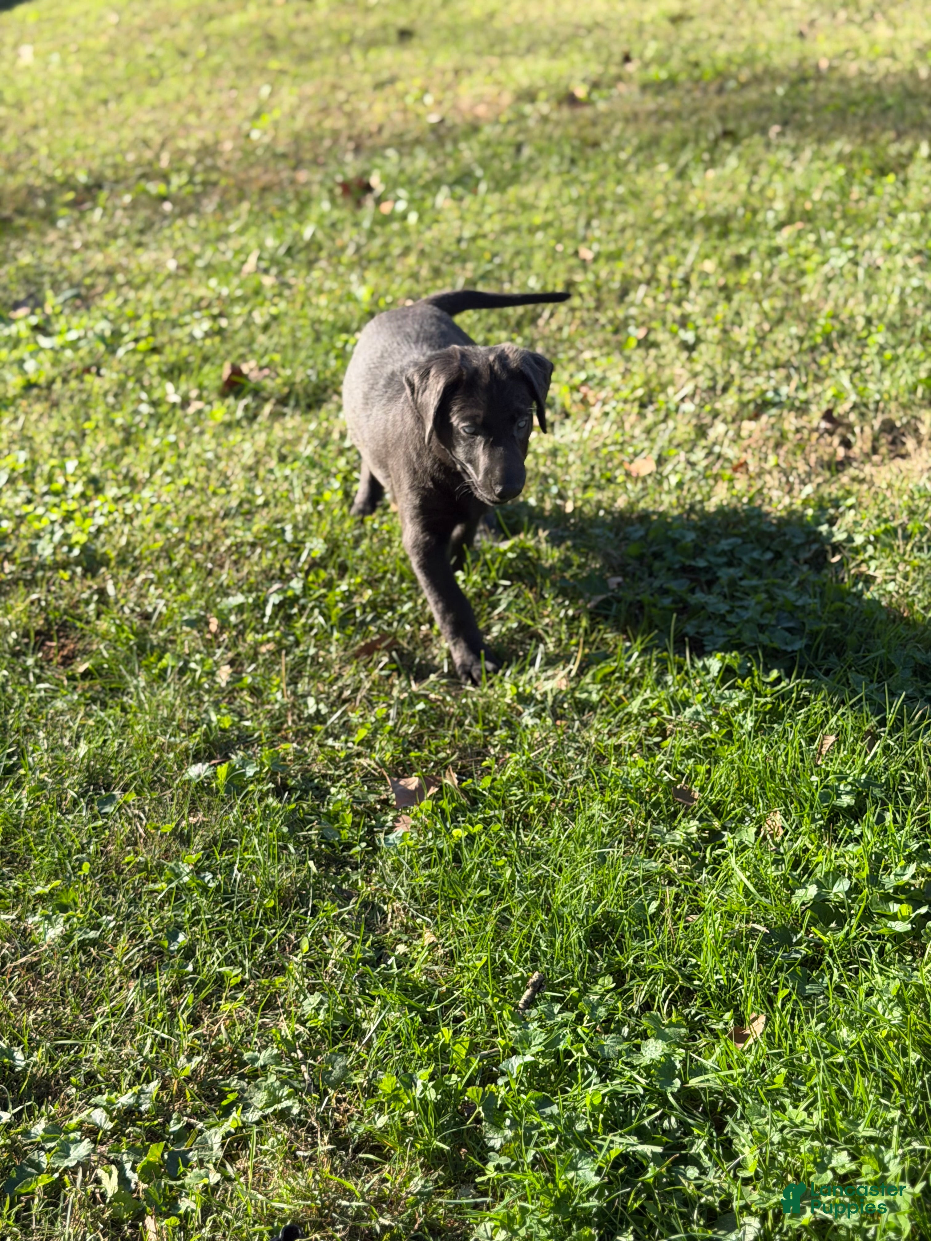 Labrador Retriever dogs Red - Ad 19