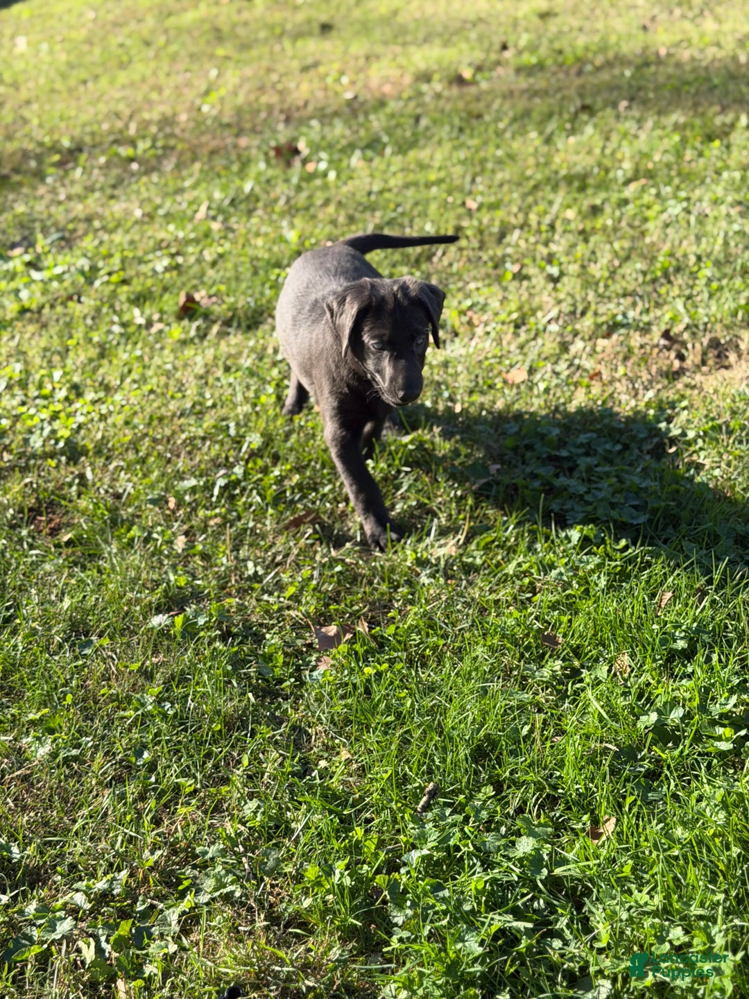 Labrador Retriever dogs for sale: Red - Ad 1