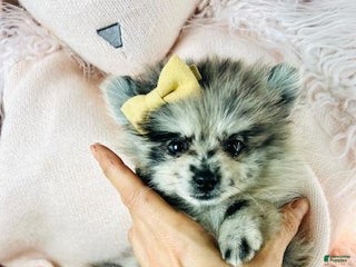 Pomeranian dogs - Ad 14