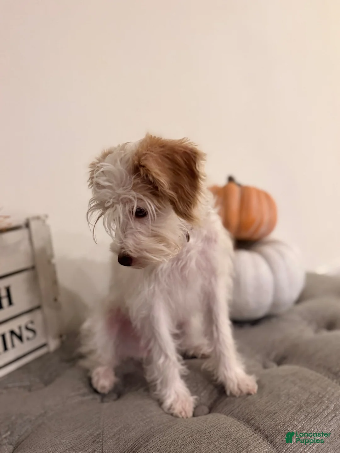 Schnoodle dogs for sale: Schnoodle 4 - Ad 2