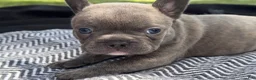 French Bulldog dogs for sale: Reggie - Ad 4