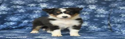 Shetland Sheepdog dogs for sale: Penny - Ad 3