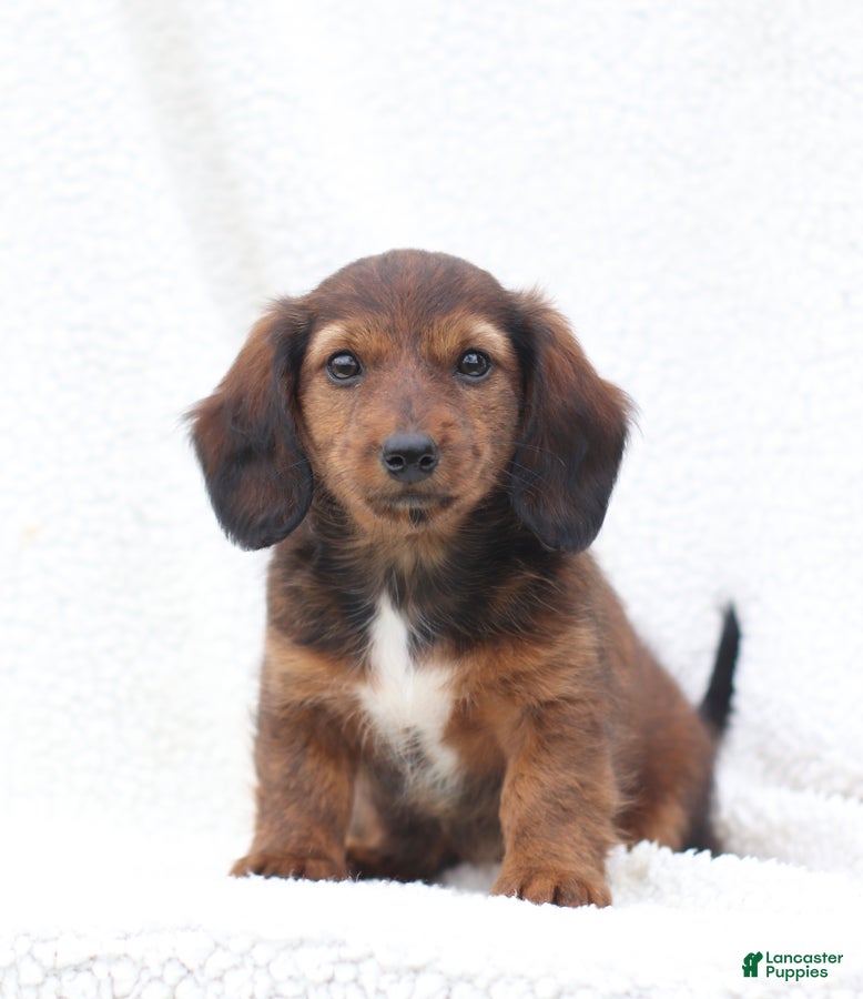 Miniature Dachshund dogs Petunia - Ad 1