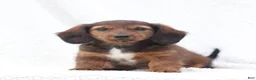 Miniature Dachshund dogs for sale: Petunia - Ad 1