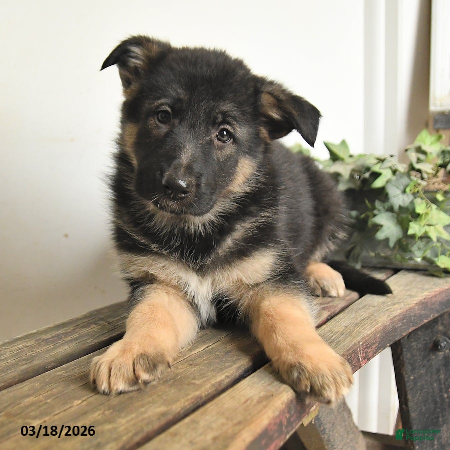 Mixed Breed dogs Patrick - Ad 2