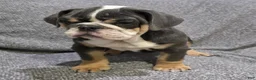 English Bulldog dogs for sale: Trippi - Ad 6