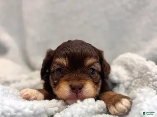 Mixed Breed dogs Mixed Breed Puppy 3 - Ad 3