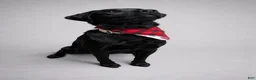 Labrador Retriever dogs for sale: Bear - Ad 8