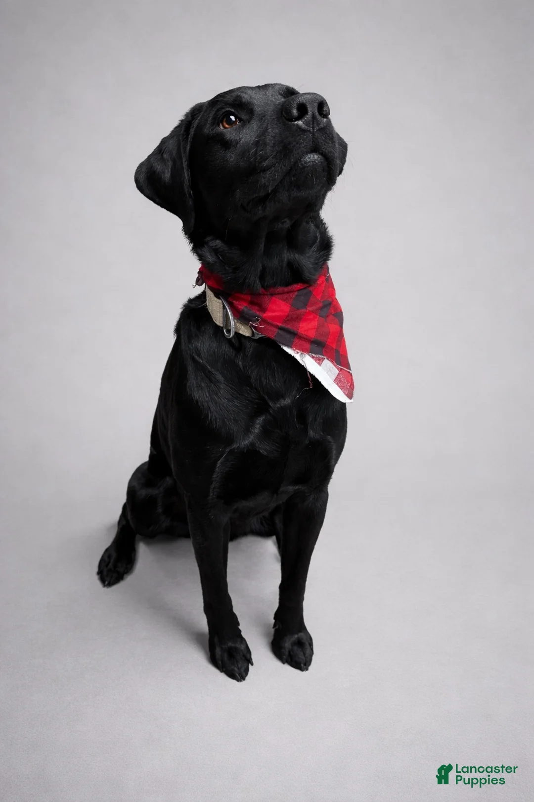 Labrador Retriever dogs for sale: Bear - Ad 8